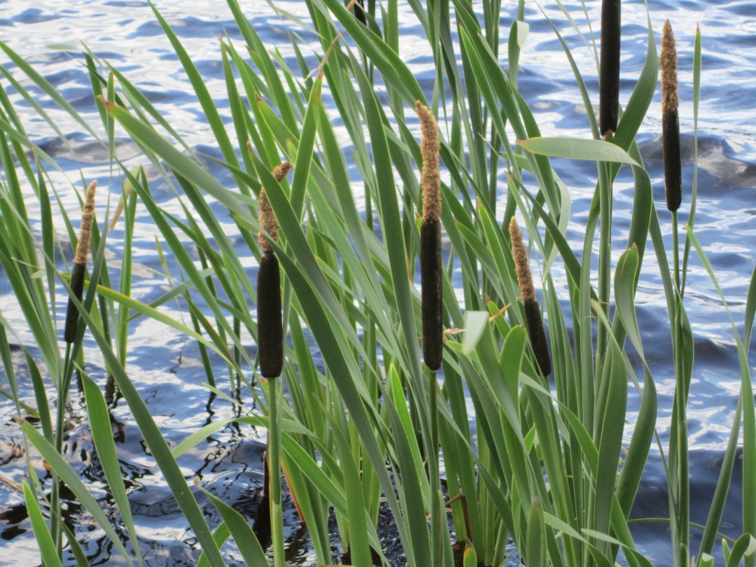 Schilf am See