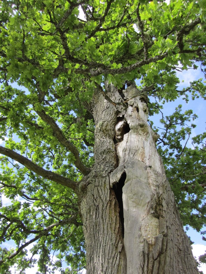 Baum in Schweden