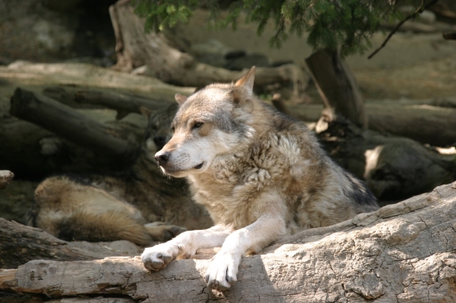 Wolf Alpenzoo Innsbruck