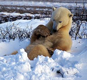 Buch Der verzauberte Eisbär. Märchen vom weissen König der Arktis von Ansgar Walk